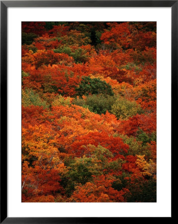 Autumn Foliage Decorates The Park by Raymond Gehman Pricing Limited Edition Print image