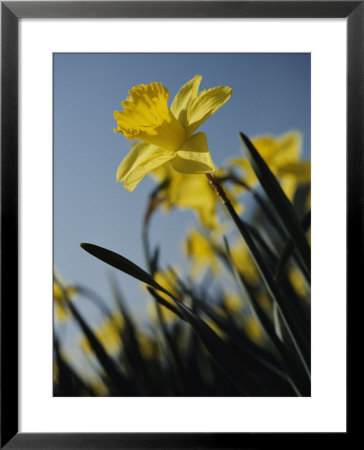 Close-Up Of Blooming Daffodils by Anne Keiser Pricing Limited Edition Print image