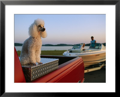 A Poodle Sits On A Metal Toolbox In A Truck Bed by Joel Sartore Pricing Limited Edition Print image