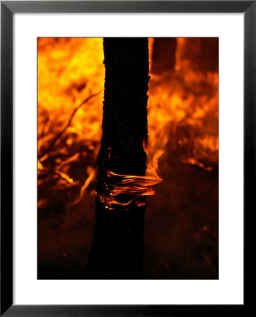 Fire Burns A Ponderosa Pine Forest On The Reservation by Raymond Gehman Pricing Limited Edition Print image