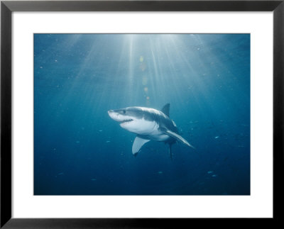 Sun Rays Illuminate The Path Of A Great White Shark by Brian J. Skerry Pricing Limited Edition Print image