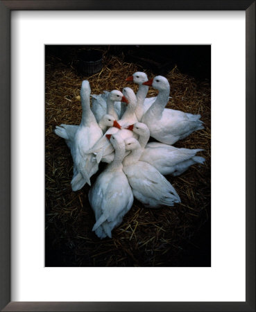 A Close-Knit Group Of Geese by Sisse Brimberg Pricing Limited Edition Print image