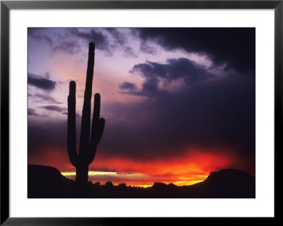 Storm Clouds Pass Over A Saguaro Catus Near Phoenix, Arizona by Bill Hatcher Pricing Limited Edition Print image