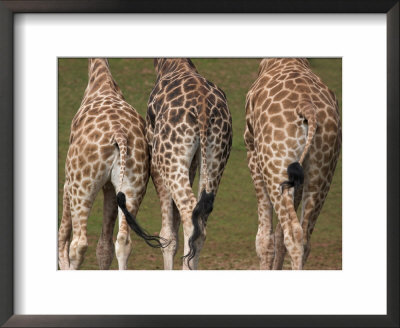 Rothschild's Giraffes (Giraffa Camelopardalis Rothschildi,) Skin, Captive, Native To East Africa by Steve & Ann Toon Pricing Limited Edition Print image