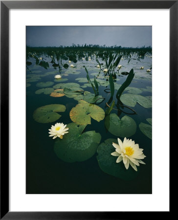 Water Lilies In The Swamp by Farrell Grehan Pricing Limited Edition Print image