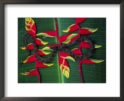 A Snake Rests On The Almost Fluorescent, Tropical-Colored Veins Of A Leaf by Joel Sartore Pricing Limited Edition Print image