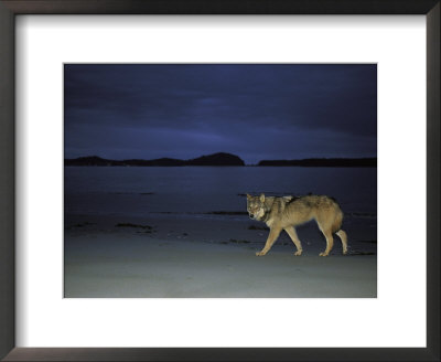 Gray Wolf On Beach At Twilight by Joel Sartore Pricing Limited Edition Print image