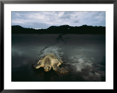 Pacific Ridley Turtle Laying Eggs In A Hole She Dug In The Sand by Steve Winter Pricing Limited Edition Print image