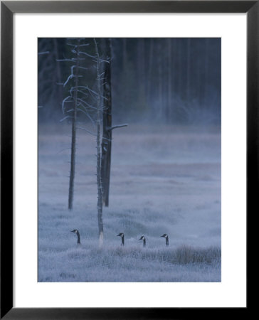 Canada Geese In Single File In Winter Landscape by Norbert Rosing Pricing Limited Edition Print image