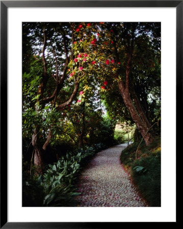 Cobblestone Path Winding Among Flowering Trees by Sam Abell Pricing Limited Edition Print image