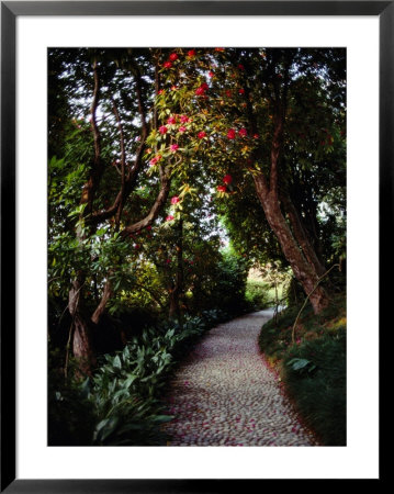 Cobblestone Path Winding Among Flowering Trees by Sam Abell Pricing Limited Edition Print image