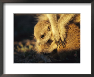A Baby Meerkat Snuggles Up To Its Caretaker For Warmth And Safety by Mattias Klum Pricing Limited Edition Print image