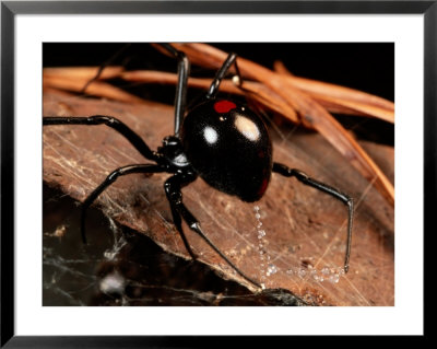 A Black Widow Spider by George Grall Pricing Limited Edition Print image