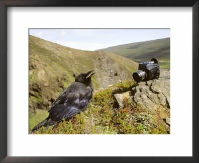 Common Raven, And Camera, Iceland by Philippe Henry Pricing Limited Edition Print image