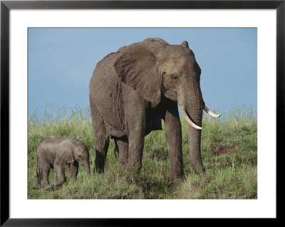 An African Elephant With Her Calf by Norbert Rosing Pricing Limited Edition Print image