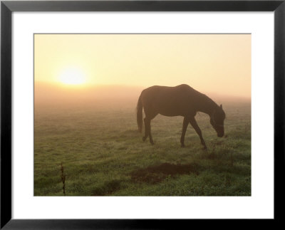 A Horse Grazes In A Field In Umbria by Tino Soriano Pricing Limited Edition Print image