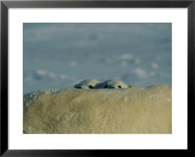 Two Juvenile Polar Bears Peak Over Their Mothers Back by Paul Nicklen Pricing Limited Edition Print image