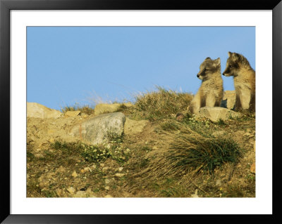 Two Young Arctic Foxes On A Rocky Hillside by Norbert Rosing Pricing Limited Edition Print image