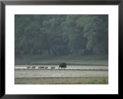 Wild Boar And Her Piglets Running Along A River Bank by Klaus Nigge Pricing Limited Edition Print image