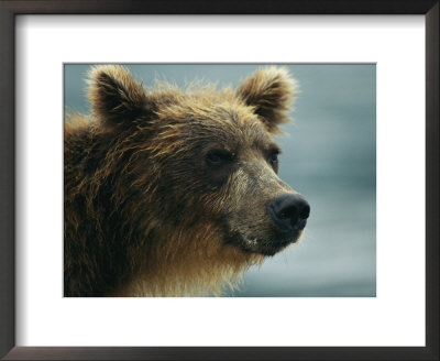 Close View Of The Face Of A Brown Bear by Klaus Nigge Pricing Limited Edition Print image