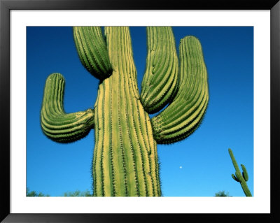 Close View Of A Saguaro Cactus by Raymond Gehman Pricing Limited Edition Print image