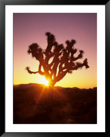 Dawn On The Mojave Desert, California, Usa by Jerry Ginsberg Pricing Limited Edition Print image