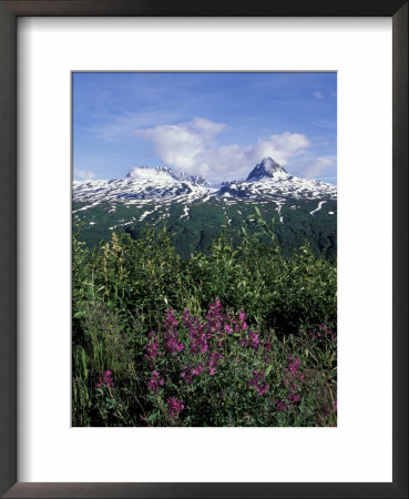 Fireweed In Thompson Pass, Chugach Range, Alaska, Usa by Paul Souders Pricing Limited Edition Print image