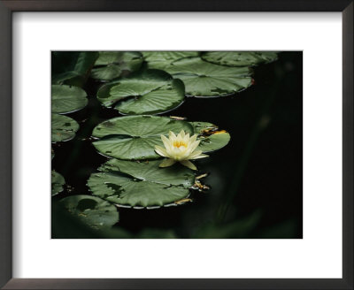 A Delicate Water Lily Flower Floating Near Lily Pads by Michael S. Lewis Pricing Limited Edition Print image