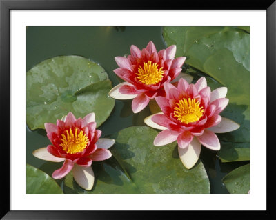 Pink Water Lilies by R H Productions Pricing Limited Edition Print image
