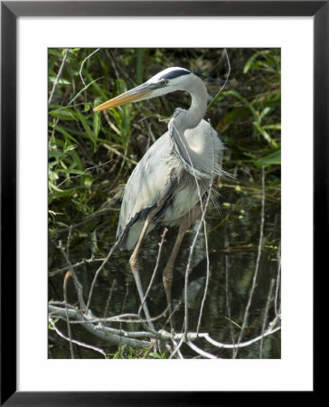 Great Blue Heron, Everglades National Park, Unesco World Heritage Site, Florida, Usa by Ethel Davies Pricing Limited Edition Print image