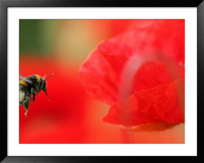 A Bumble Bee Hovers Over A Poppy Flower During A Summer Heat Wave In Santok, Poland, June 27, 2006 by Lech Muszynski Pricing Limited Edition Print image