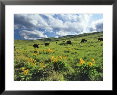 Bison Graze In Arrowleaf Balsamroot, National Bison Range, Moiese, Montana, Usa by Chuck Haney Pricing Limited Edition Print image