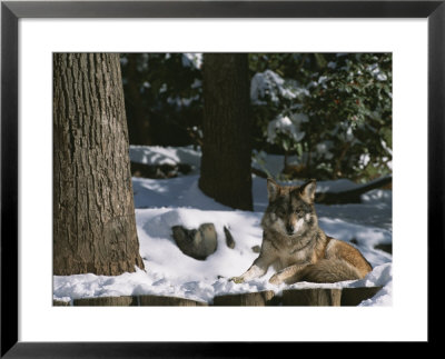 A Gray Wolf On A Sunny Winter Day by Taylor S. Kennedy Pricing Limited Edition Print image