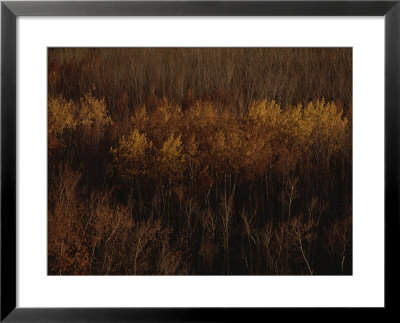 An Aerial View Of A Stand Of Trees In Autumn Colors by Raymond Gehman Pricing Limited Edition Print image