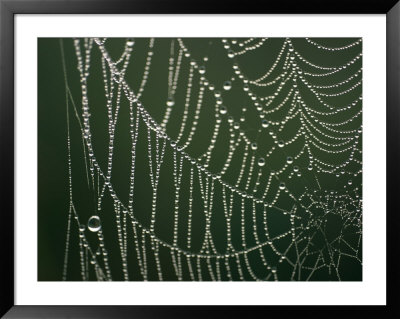A Close View Of A Spiderweb by Joel Sartore Pricing Limited Edition Print image
