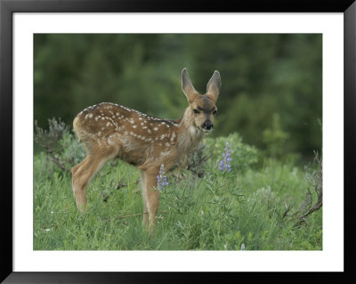 Mule Deer Fawn by Norbert Rosing Pricing Limited Edition Print image