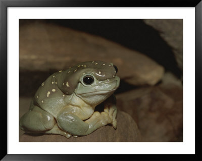 The Magnificent Tree Frog, L. Splendida by Nicole Duplaix Pricing Limited Edition Print image