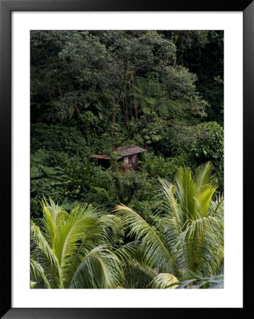 Wooden Shack On A Hill Side In A Rain Forest by Todd Gipstein Pricing Limited Edition Print image