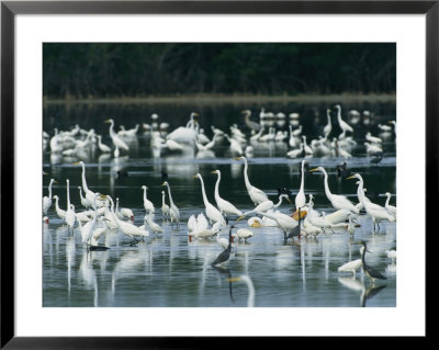 Egrets, Herons, Ibises And Pelicans Wade In The Water by Klaus Nigge Pricing Limited Edition Print image