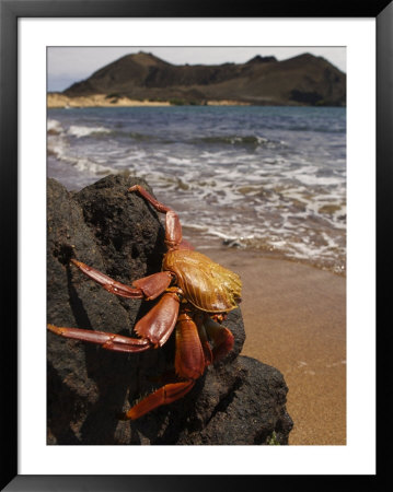 A Sally Lightfoot Crab Perched On A Seaside Rock by Ralph Lee Hopkins Pricing Limited Edition Print image