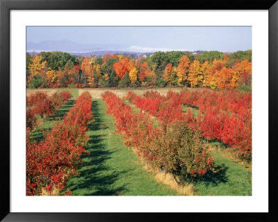 Fruit Orchard In The Fall, Columbia County, Ny by Barry Winiker Pricing Limited Edition Print image