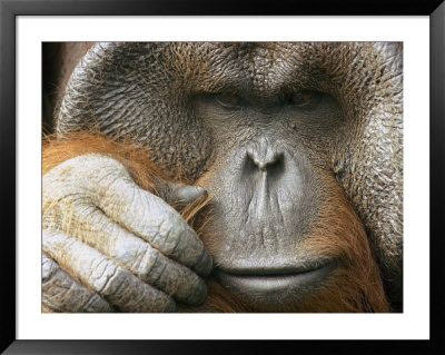 A Portrait Of A Captive Male Orangutan by Norbert Rosing Pricing Limited Edition Print image
