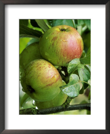 Apple Lord Lambourne, Close-Up Of Fruit On Tree With Raindrops by Mark Bolton Pricing Limited Edition Print image
