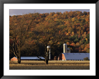 Fall Colors And A Field Of Dried Soybeans In Pleasant Gap, Pennsylvania, October 20, 2006 by Carolyn Kaster Pricing Limited Edition Print image