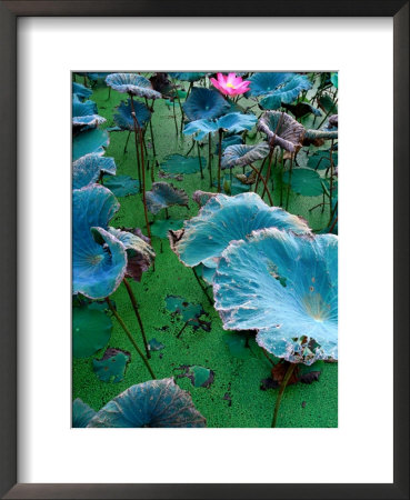 Vietnamese Hold Lotus In High Regard, Phan Rang-Thap Cham, Ninh Thuan, Vietnam by Stu Smucker Pricing Limited Edition Print image