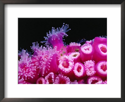 Jewel Anemones Cover The Rails Of Rainbow Warrior Ship Near Cavalli Islands, New Zealand by Jenny & Tony Enderby Pricing Limited Edition Print image