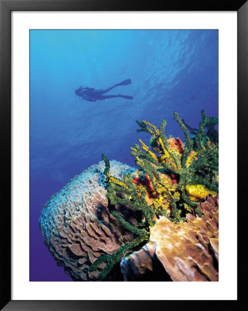 Scuba Diver Near Coral Wall, Bahamas by Shirley Vanderbilt Pricing Limited Edition Print image
