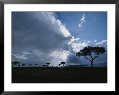 Sun Rays Break Through Clouds Over Acacia Trees On An African Plain by Roy Toft Pricing Limited Edition Print image