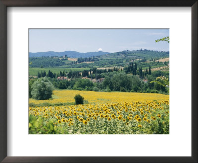 Field Of Sunflowers by Richard Nowitz Pricing Limited Edition Print image