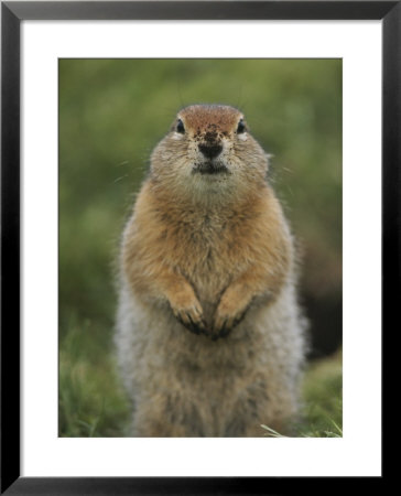 Portrait Of An Arctic Ground Squirrel With Dirt On Its Nose by Tom Murphy Pricing Limited Edition Print image